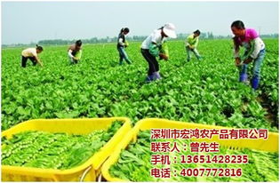 宏鴻農(nóng)產(chǎn)品集團(tuán) 專(zhuān)業(yè)工廠蔬菜配送，保障健康餐桌